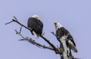 Birding with Bird Club at Union Bay Natural Area